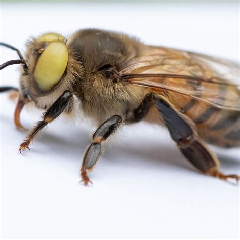 The Killer Bee Phenomenon