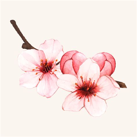 Hand drawn cherry blossom flower isolated - Download Free Vectors, Clipart Graphics & Vector Art