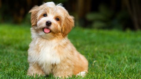 Best small dogs for kids: Choosing the perfect pet for your family