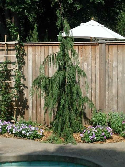 Pin by Firecracker on Nelson plant ideas | Evergreen trees landscaping, Evergreen landscape ...