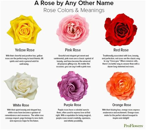 Rose Color Chart Meanings | Rose color meanings, Yellow rose meaning, Flower meanings