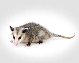 Opossum Facts: Are Opossums Really Blind and Dangerous?