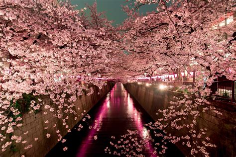 Sakura Season: How To Plan Perfect Cherry Blossom Trips To Japan... - God Save The Points