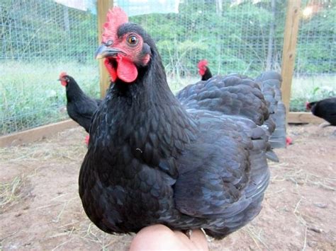 About Jersey Giant Chickens: One of the Best Dual Purpose Birds Around