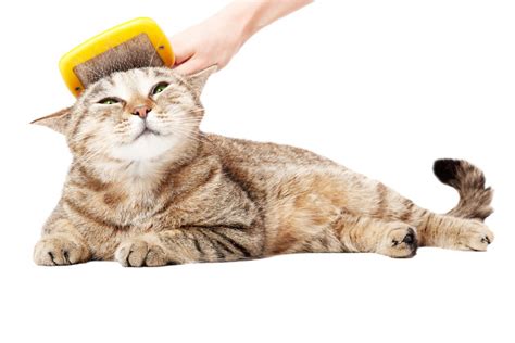 5 Tips for Choosing the Right Cat Brush – Lucky Dawg Salon Grooming in ...