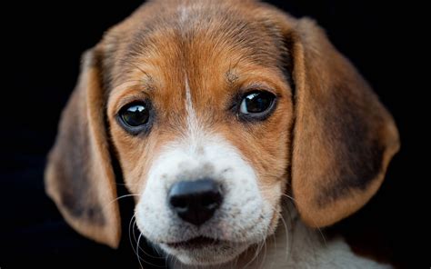 Beagle Puppy Wallpapers - Wallpaper Cave