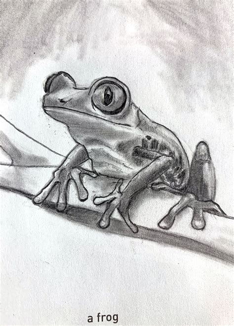 Realistic Frog Drawing