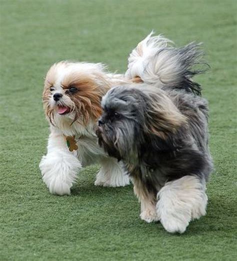 5 Small Dog Breeds That Don't Shed Much | PetHelpful