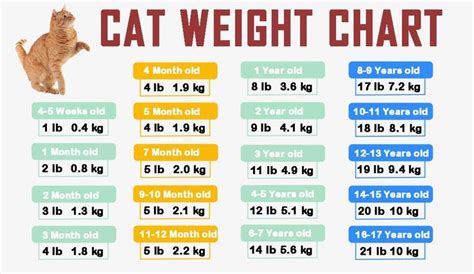 Cat weight chart, Weight charts, Cat ages