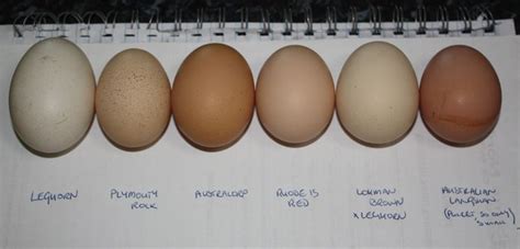 Leghorn, Plymouth Rock, Australorp, Rhode Island Red, etc., eggs labeled by breed | Best egg ...