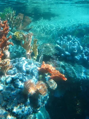 Finding Nemo Coral | Coral during the Finding Nemo Submarine… | Aibohpphobia | Flickr