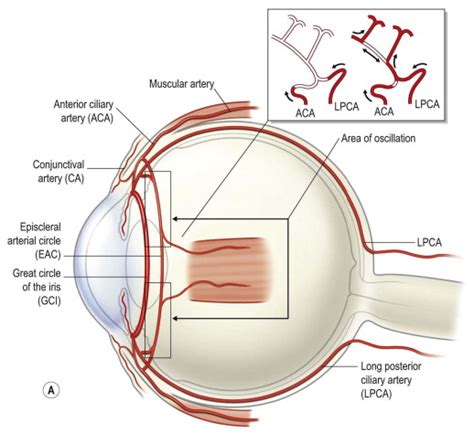 Cornea and Sclera | Ento Key