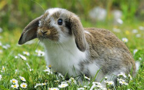 Beautiful Bunny - Rabbits Wallpaper (40120984) - Fanpop