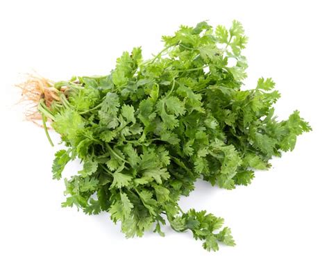 Premium Photo | Fresh coriander leaves on white background