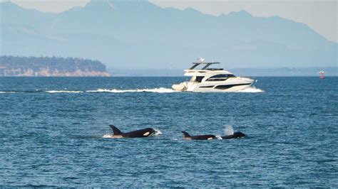 Orcas 'attacking' boats are actually just bored teenagers having fun, experts say | Live Science