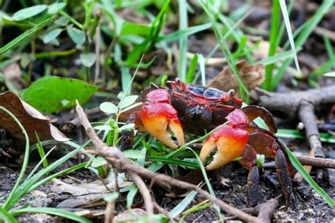 Red Claw Crab Care and Species Profile: Food, Tank Mates & Tank Setup