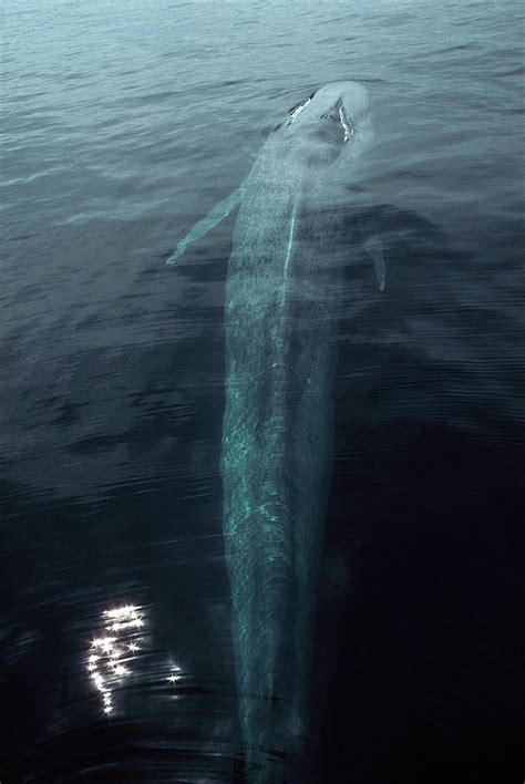 Blue Whale Balaenoptera Musculus Photograph by Hiroya Minakuchi