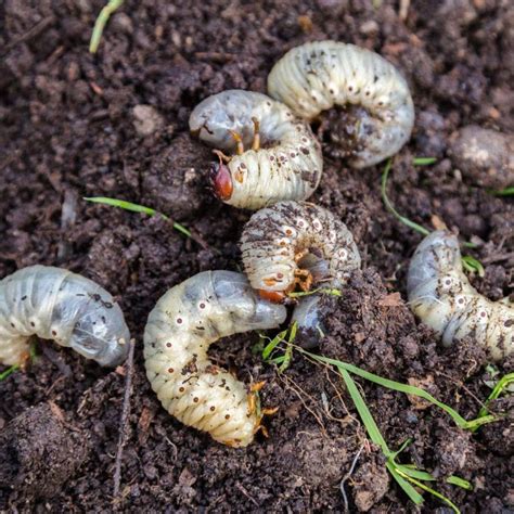 Identifying and How to Get Rid of Grub Worm in the Lawn