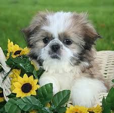 KanineKlubShih Tzu Puppies Care Tips And Training Guide - KanineKlub