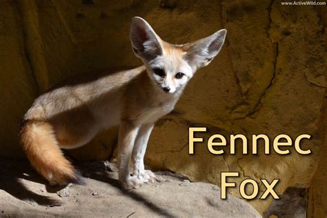 Fennec Fox Facts, Pictures & Information: African Desert Fox