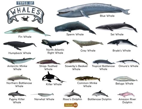 Species Of Whales