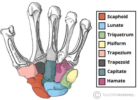 Bones of the Hand - Carpals - Metacarpals - Phalanges - TeachMeAnatomy