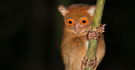 These 14 Animals Have the Largest Eyes in the World - IMP WORLD