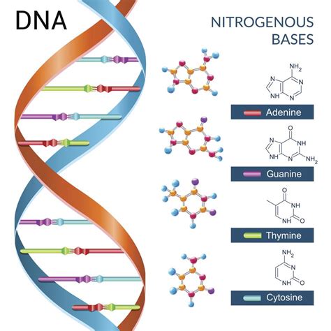 DNA Structure Quiz | 1.5K plays | Quizizz