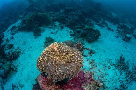 Anemone Fish and Marine Life in Wakatobi National Park, Indonesia. Stock Image - Image of ...