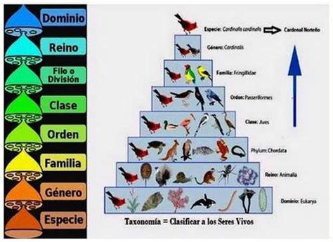 Tema Niveles De Clasificacion De Los Seres Vivos Tema Niveles De | The Best Porn Website