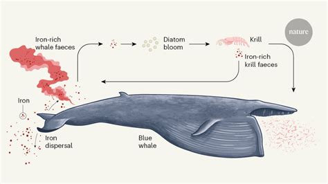 Blue Whales Eating Krill