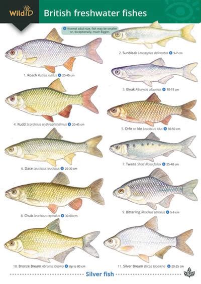 Freshwater Fish Chart