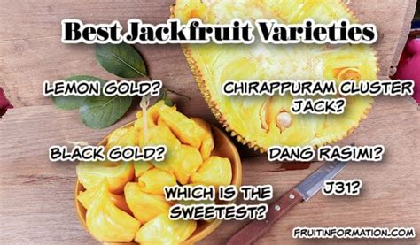 Best Jackfruit Varieties: Taste, Texture & Production – Fruitinformation.com