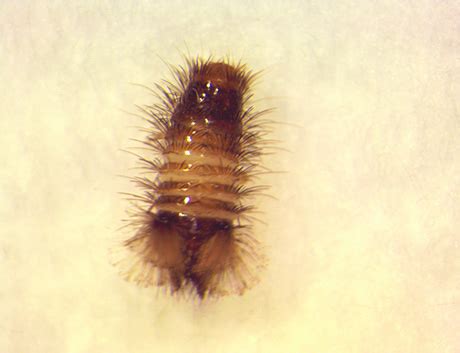 Warehouse Beetle Larvae