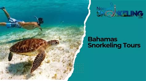 PPT - Bahamas Snorkeling Tours PowerPoint Presentation, free download ...