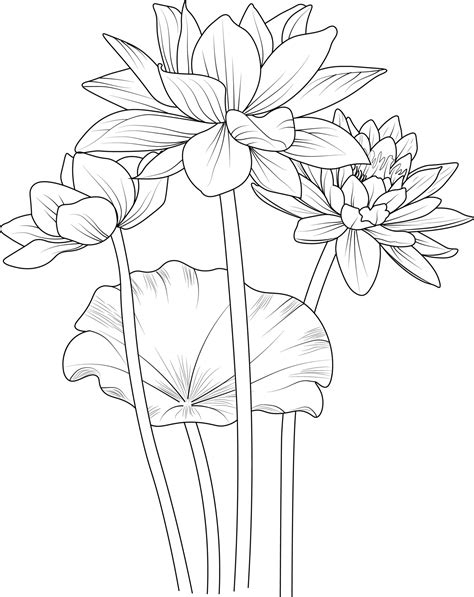 Lotus flower outline, Beautiful botanical floral pattern illustration for coloring page or book ...