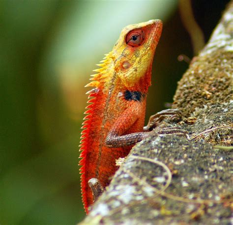 Alam Mengembang Jadi Guru: Beauty of Colourfull Lizards