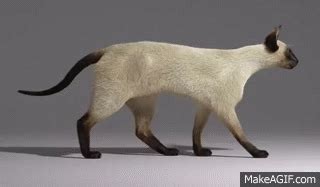 Animated Cat Walking Gif