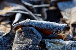 Red autumn leaves of wild grapes - Creative Commons Bilder