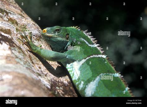 crested iguana fiji Stock Photo - Alamy