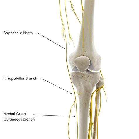 Saphenous Nerve Pain | Saphenous Nerve Anatomy & Distribution