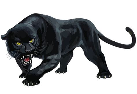 Real Black Panther Jumping