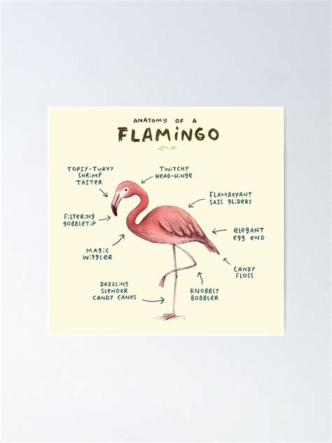 "Anatomy of a Flamingo" Poster by SophieCorrigan | Redbubble