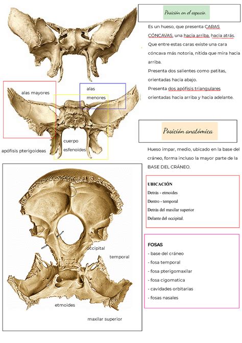 Hueso Esfenoides - Es un hueso, que presenta CARAS CÓNCAVAS, una hacia arriba, hacia atrás. Que ...