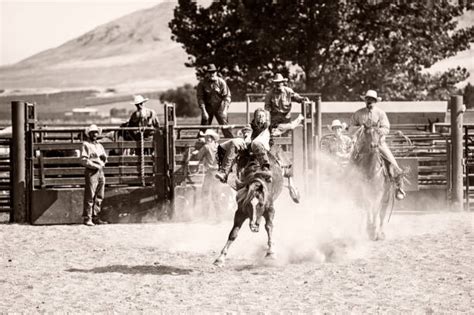 Best Bronc Riding Stock Photos, Pictures & Royalty-Free Images - iStock