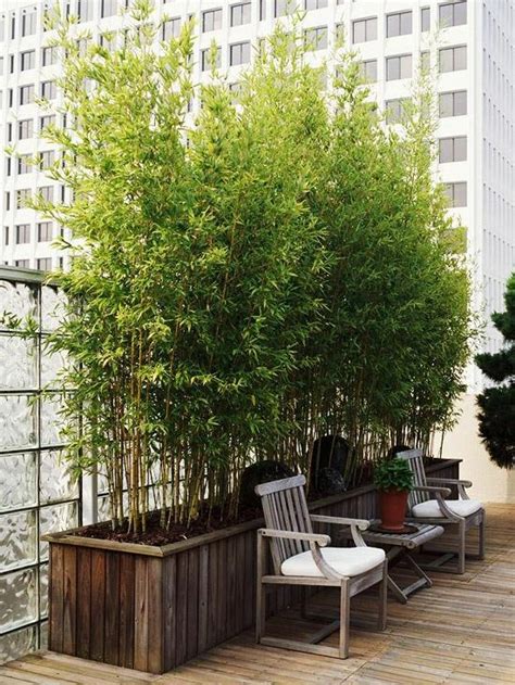 Bamboo used as a screen for privacy | for my white home | Pinterest