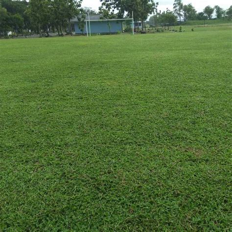 Rumput Lapangan - Homecare24