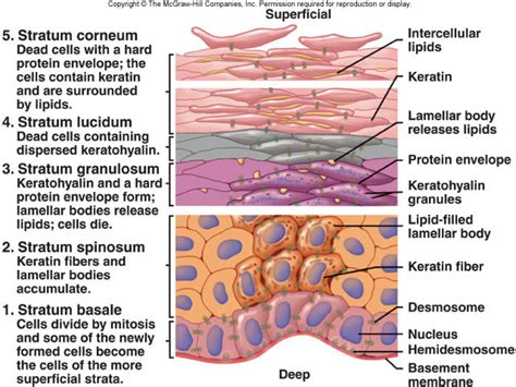 Layers Of The Epidermis Stratum Granulosum