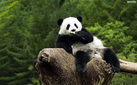 Lazy Panda Wallpapers - Top Free Lazy Panda Backgrounds - WallpaperAccess