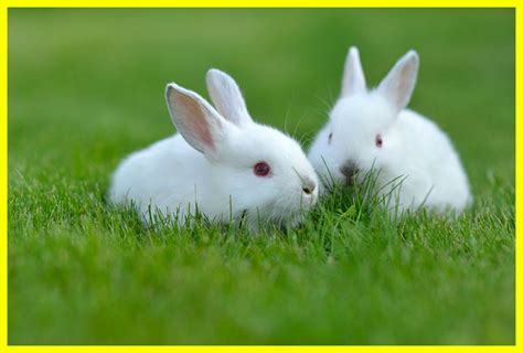 White Rabbit Wallpapers - 4k, HD White Rabbit Backgrounds on WallpaperBat